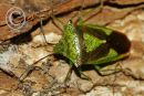 Hawthorn Shield Bug.